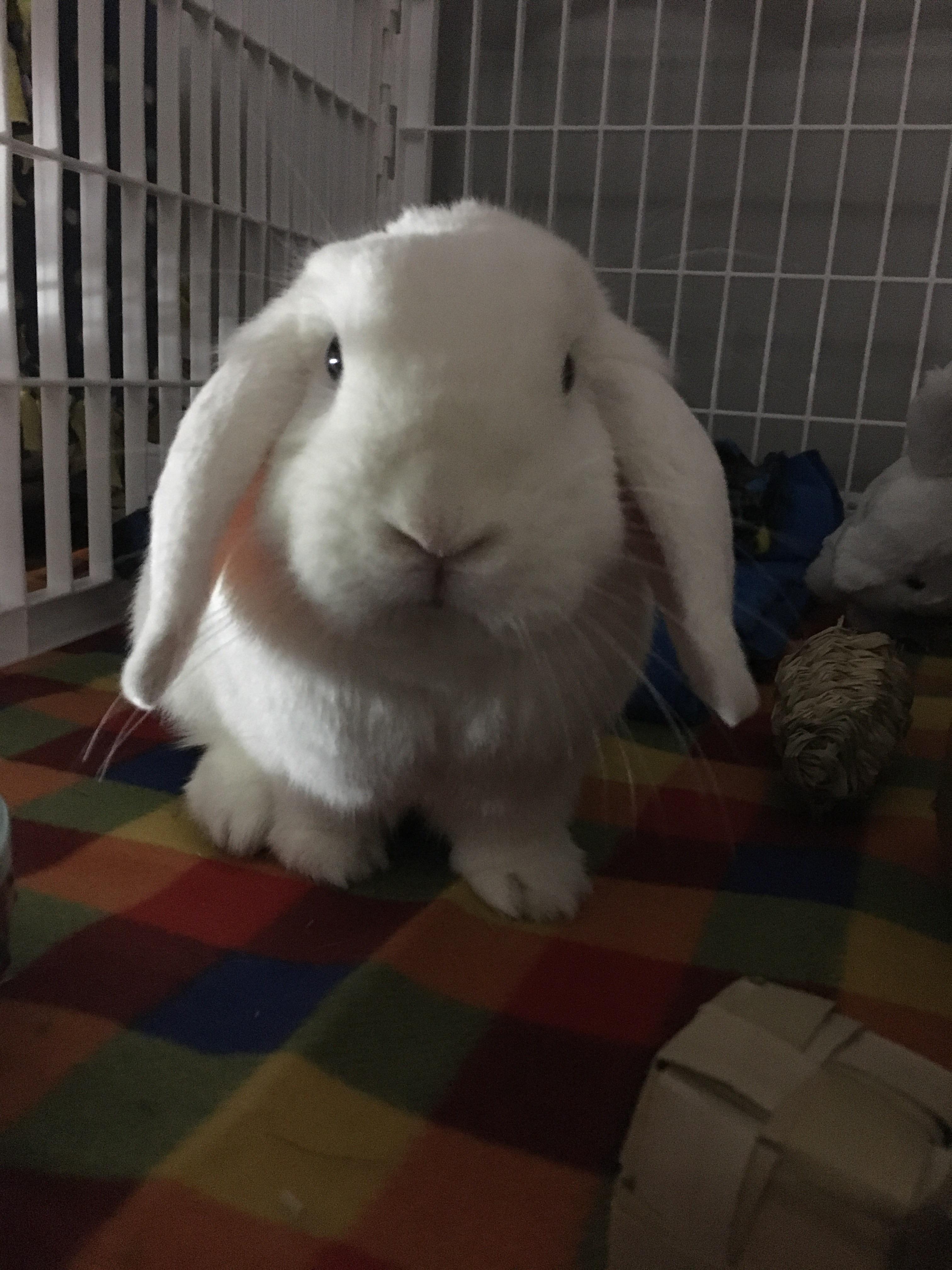 funny bunny